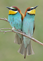 Photograph Bee-Eaters by Elmar Weiss on 500px