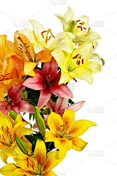 花就像烟花