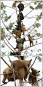 【十多只小熊为逃爸妈骂爬上树】每日邮报刊登了一组极其可爱的熊崽图片，小家伙们为了躲避父母的责骂而爬上树的。尽管已经爬到高处，但它们似乎依然在警惕地看着地面，好像的确是在逃避地面上的什么危险。不过，爬树