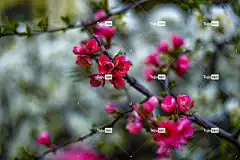 粉红色的花朵 开花 花卉背景 花壁纸 美丽的花朵 花朵 春天 自然