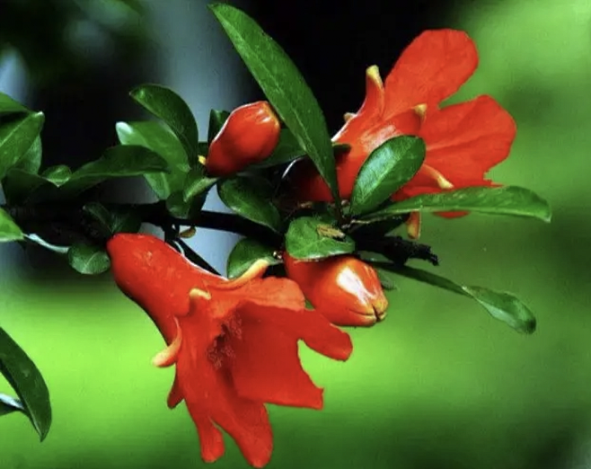 石榴花