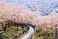 21 Of The Most Beautiful Japanese Cherry Blossom Photos Of 2014 : Although the sakura, or cherry blossom, tends to be associated with Japanese culture, this delicate pink blossom's beauty is appreciated in cities around the world. Come springtime, these s