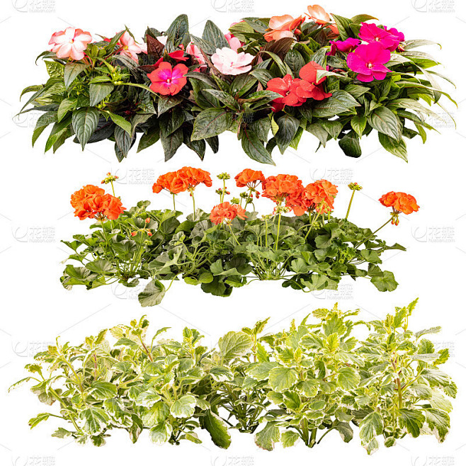 阳台上一排排的花