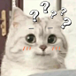 自制小猫咪表情包 可爱的表情包 - 堆糖
