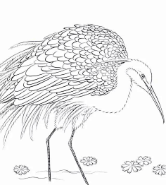 工笔白描-花瓣网|陪你做生活的设计师 | 白描白鹭作品欣赏