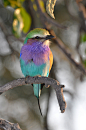 flowerling:Lilac-Breasted Roller | Alexander Yates