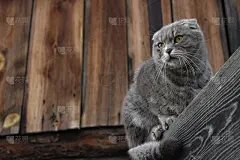 斑猫苏格兰折猫小猫咪在木栅栏上，在多云的天空