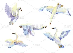 一组飞天鹅水彩画。手绘元素
