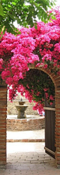 Bougainvillea