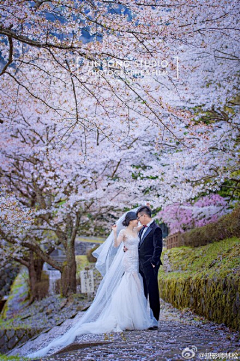 大大大冬瓜采集到婚礼婚纱摄影