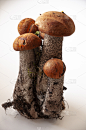 巨大的,蘑菇,五个物体,鸭舌帽,橙子,白色背景,蔬菜,食品,肉汤,植物