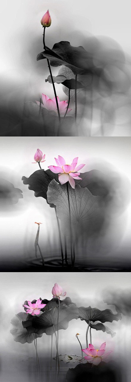 【埃及】亡灵书 
 
我是纯洁的莲花，
...