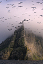 Gannets above Boreray, St Kilda by (seaharris)