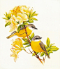 
Deidre Hunt  澳大利亚鸟类十二月图谱