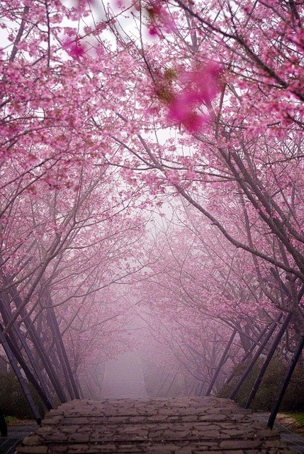桃花岛