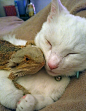 有爱温馨 #动物之间的情谊# 当一只猫咪遇上一只鬃狮蜥，友谊产生了↓↓↓美好的一天，带着爱出发