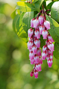 ~~Japanese andromeda or Lily of the valley bush by *Sakura*~~