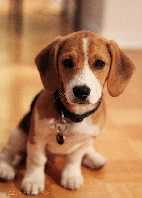  #狗狗#