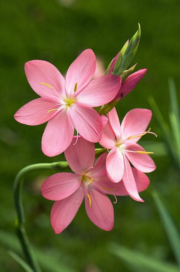 Schizostylis Coccine...