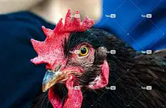 公鸡 男鸡 家禽 农场 国内的 鸟 鸟类学 农场动物 高清壁纸