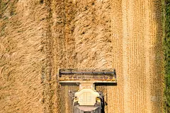 联合收割机收获大片成熟麦田的鸟瞰图。从无人机的角度看农业。