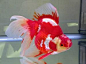 Ryukin goldfish