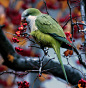 avianeurope:


 Monk Parakeet (Myiopsitta monachus) >>by sebboh
