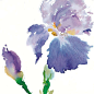 Iris watercolor