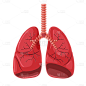 手绘-人体器官医疗元素贴纸-肺