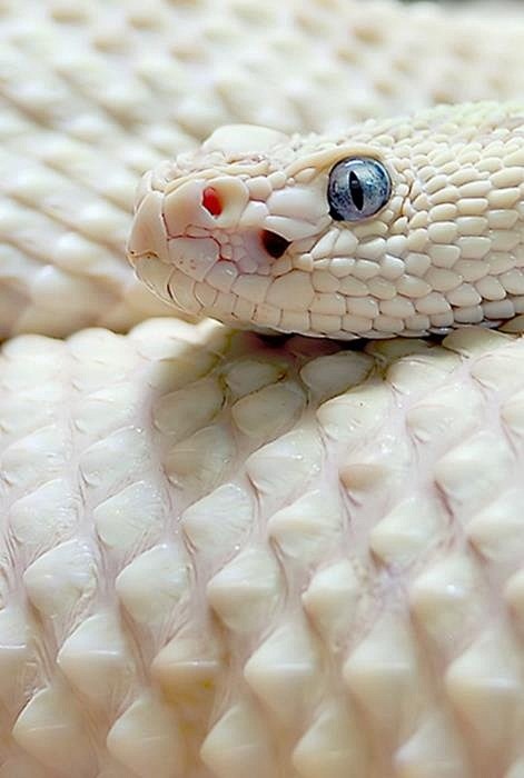 Albino Snake.