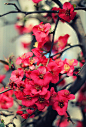 不问花开几许，只问浅笑安然 #花#