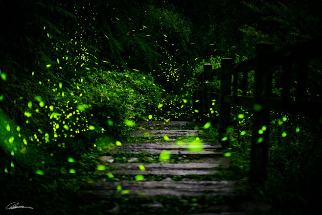 Photograph Firefly b...