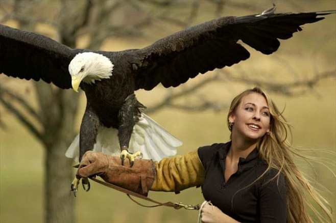 Bald-eagle