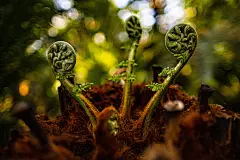 4K壁纸，植物，发芽，热带植物，萌芽，欣欣向荣，希望，绿色生命，植物摄影