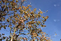 叶子,秋天,天空,蓝色,美,褐色,边框,水平画幅,无人,九月