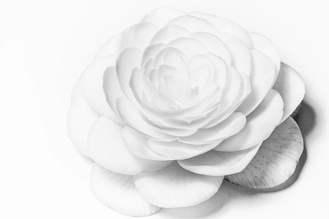 Camelia by Raphael G...