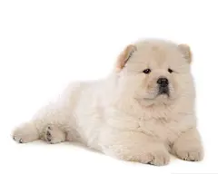可爱松狮犬桌面壁纸高清