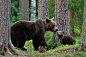 Animal, Baby Animal, Bear, Cub, Predator (animal), Wildlife wallpaper preview