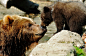 德国汉堡的一家动物园里，一只堪察加半岛棕熊和她三个月大的孩子在一起玩耍。