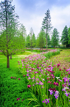 小飞废采集到公园植物