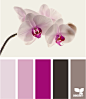 orchid tones