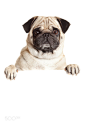 Pug Dog  with blank billboard.  Dog above banner or sign. Pug do by Eugen Wais on 500px