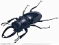 昆虫世界-斜着的甲虫