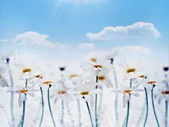 云花甘菊白色的花朵 - 壁纸（#1866607）/ Wallbase.cc