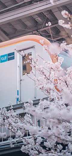 每天壁纸 每天好心情 日本的樱花#手机壁纸##手机壁纸无水印##樱花##日本樱花季##日本旅游# ​​​​