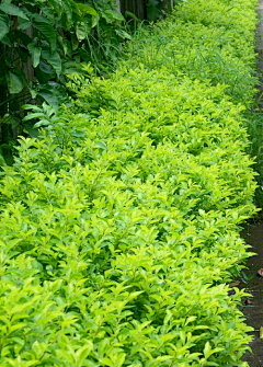 佥夊采集到植物