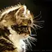 Pretty Little Kitty 由 Roeselien Raimond 发布在 500px.com