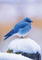 Bluebird in the Snow .....