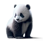 Cute baby panda cub, 3D illustration on isolated background