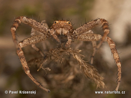 蟹蛛（Crab Spider）(Xyst...